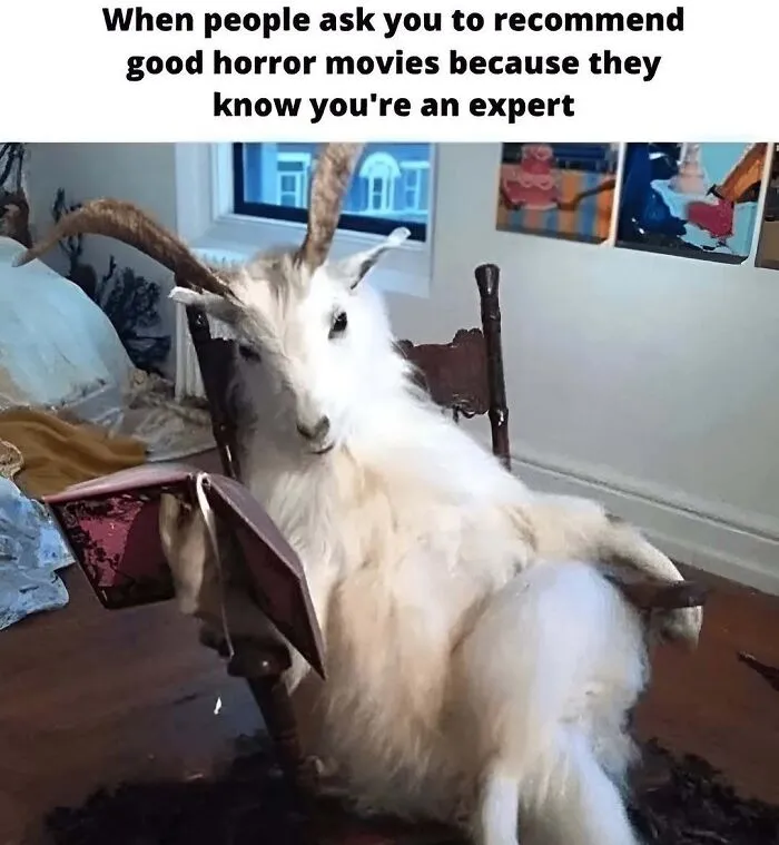 Sarcastic Halloween memes depicting a white goat sitting on a chair reading a book like a horror film expert.