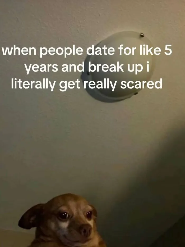 Concerned dog reacting to a meme about dating for five years only to face a breakup.