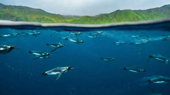 A flock of penguins swimming underwater near green hills, a stunning bird photo