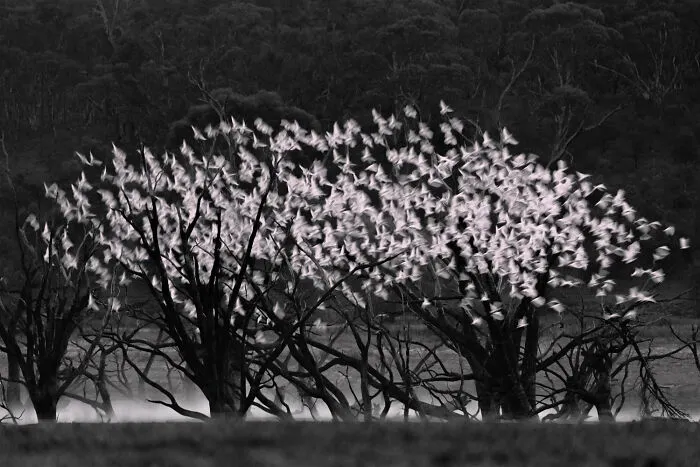 Flock of white birds flying over bare trees, captured for BirdLife Australia Photography Awards.