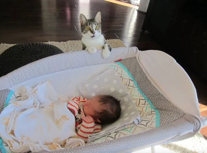A surprised cat looking into a baby crib in a funny family photo