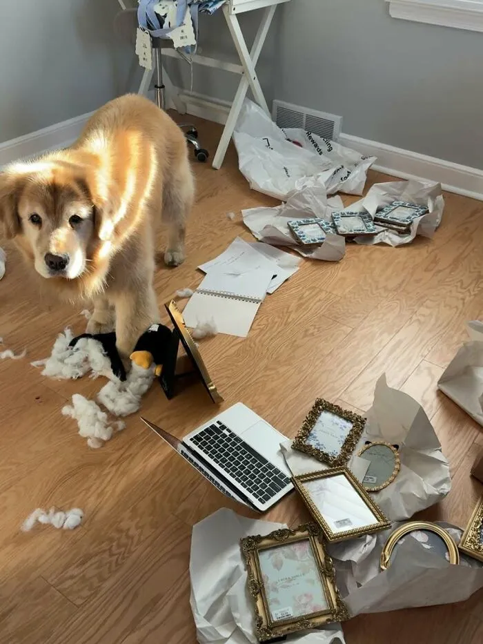 Golden retriever amidst torn photo frames and papers