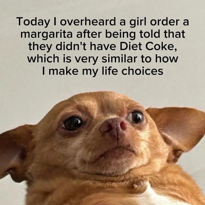 A funny meme featuring a wide-eyed chihuahua looking concerned, representing relatable life choices.