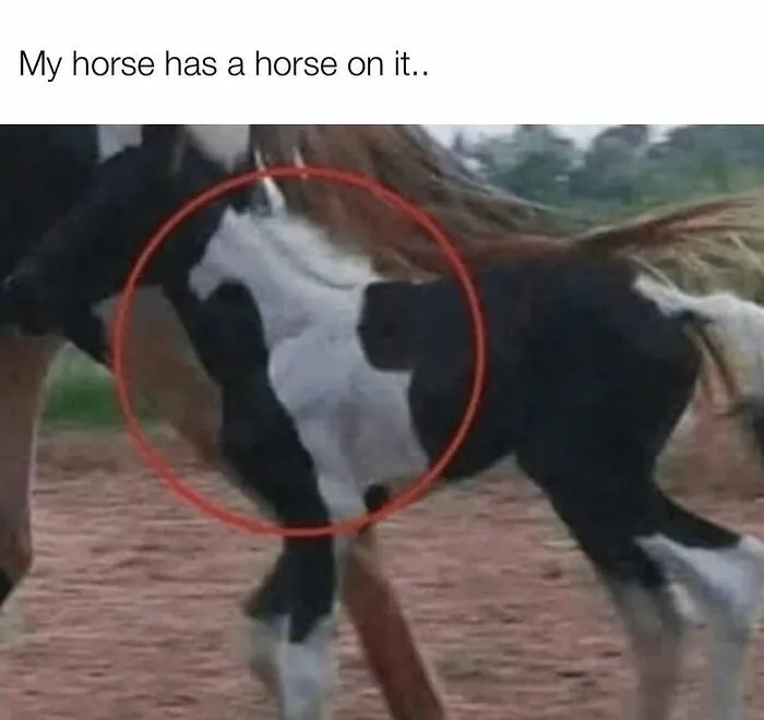 Funny rednecks meme displaying a spotted horse with markings on its fur that resemble another horse.
