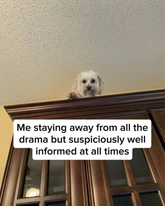 Spot-on memes of a small white dog peering from atop a tall cabinet looking down.