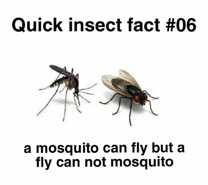 Humorous insect fact meme comparing mosquito and fly flying ability