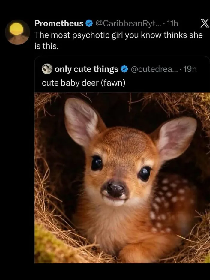A social media post with a cute fawn used as relatable memes comparing personality types