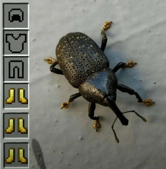 A bug with a funny video game style inventory overlay showcasing hilarious pics