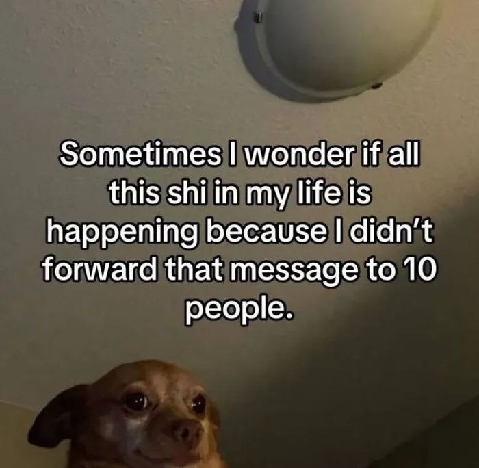 A concerned dog looking up with a funny caption about life choices and chain messages