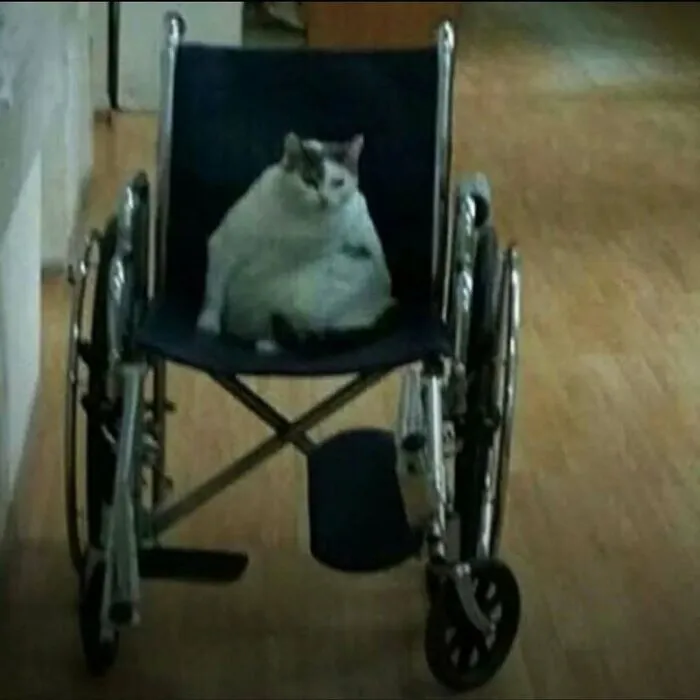 Out-of-context pics of a chubby cat sitting upright inside a black wheelchair