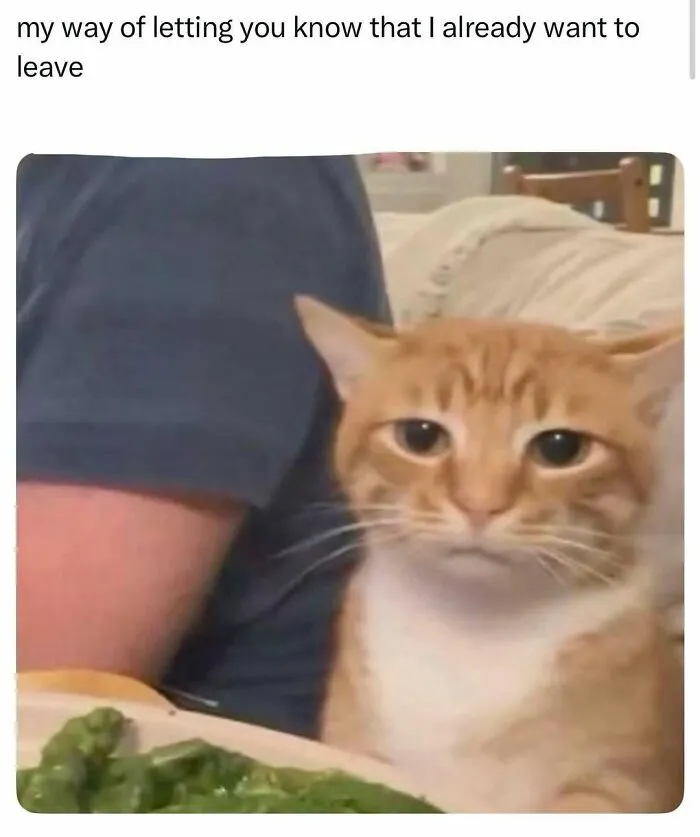 Sad orange cat next to person signaling wanting to leave meme