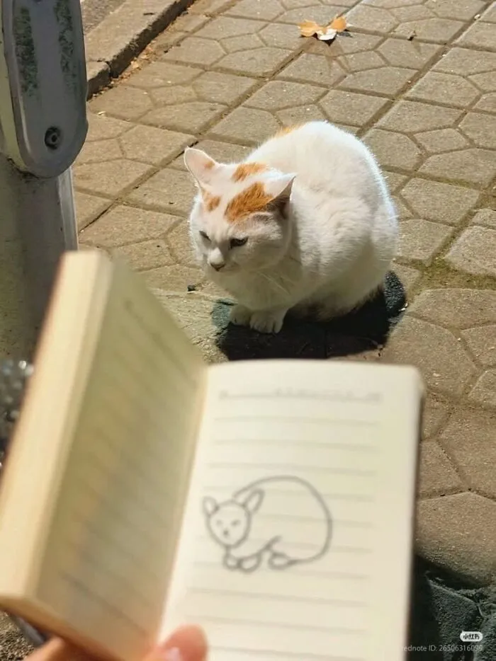 Out-of-context pics of a white cat sitting near a drawing of itself in a notebook.