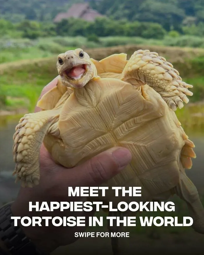 A person holding a happy albino tortoise outdoors, representing wholesome moments in nature.