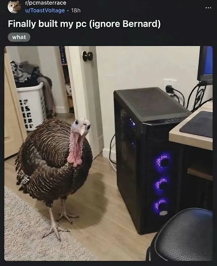 Hilarious animal memes of a large turkey standing next to a newly built gaming PC.