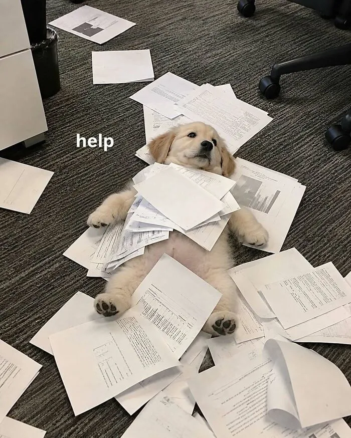 Adorable puppy buried under office paperwork with the text help, perfect for work memes.