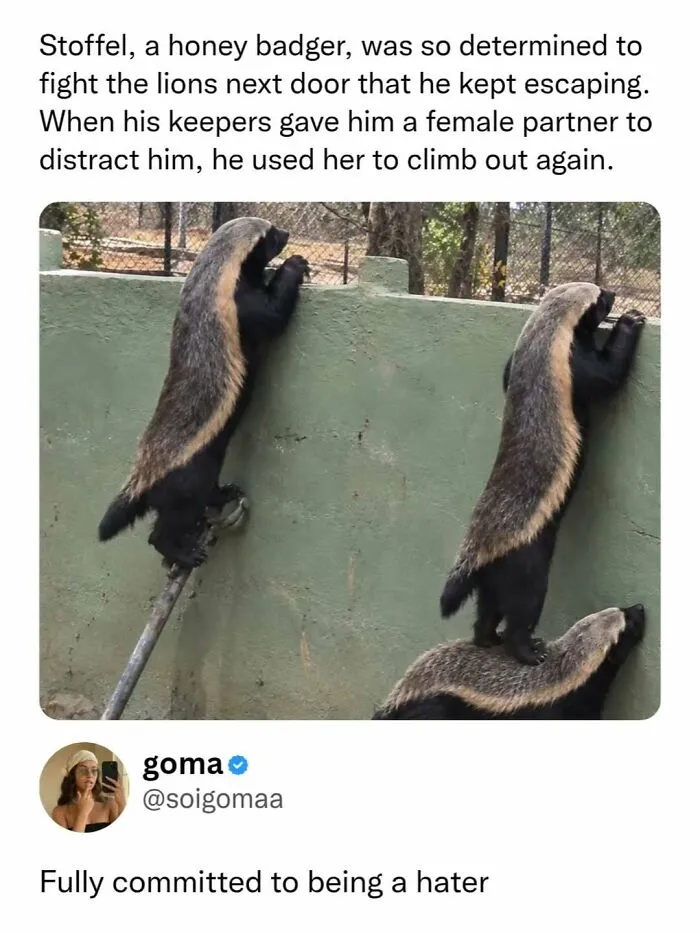Honey badger escape attempt meme, a hilarious post for sending memes to friends.