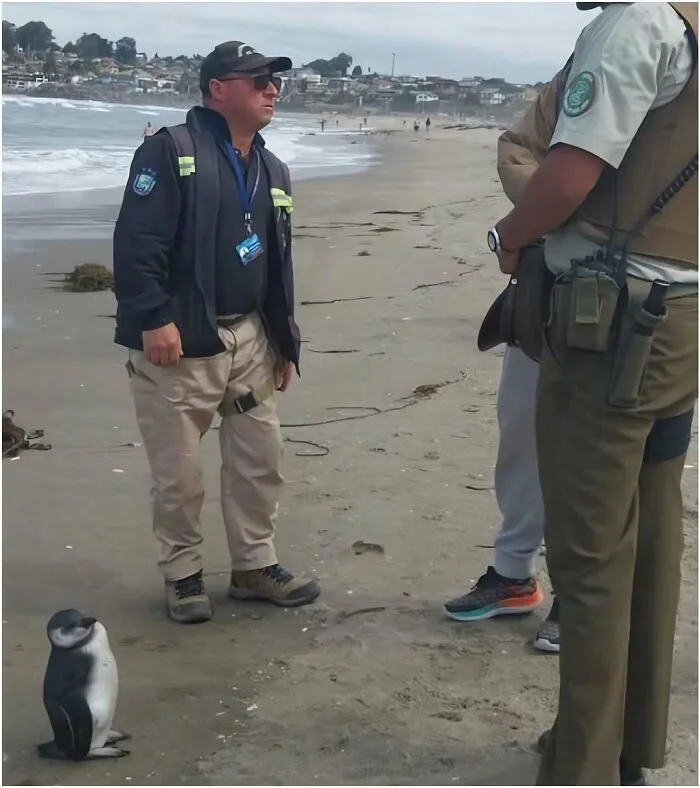 Hilarious pics of beach security officers standing on the sand conversing near a tiny penguin looking at them.