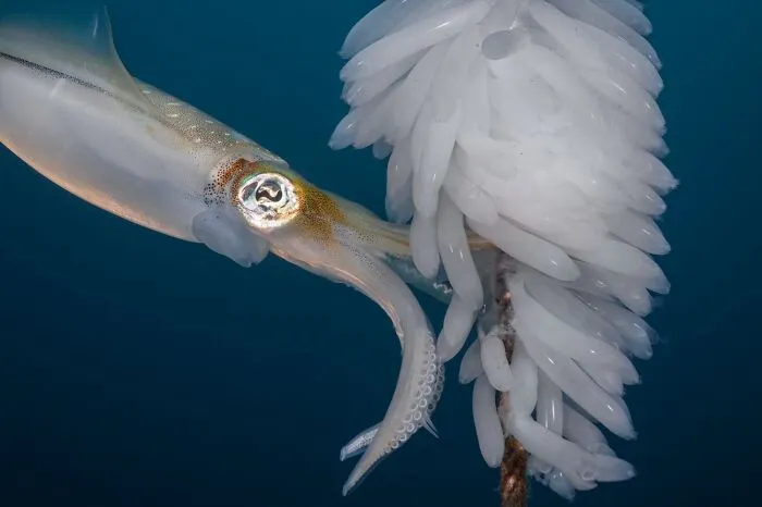 Wildlife photo of squid near cluster of white eggs underwater