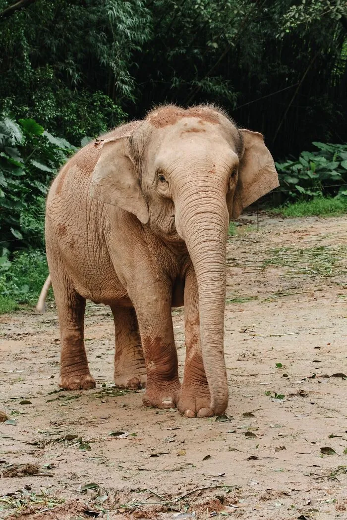 A light-colored elephant standing outdoors as one of the gentle giants.