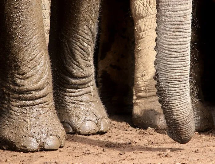 Detailed shot of mud-covered legs showcasing unique elephant facts.