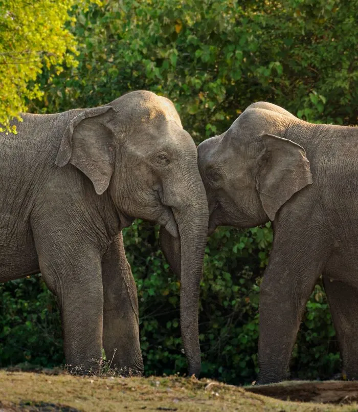 Two elephants touching foreheads as an example of gentle giants communicating.