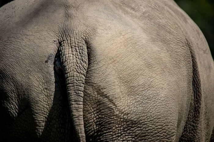 Close-up view of an elephant rear skin texture illustrating elephant facts.