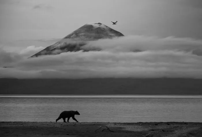 Bear walking near lake with misty mountain in background black and white photo