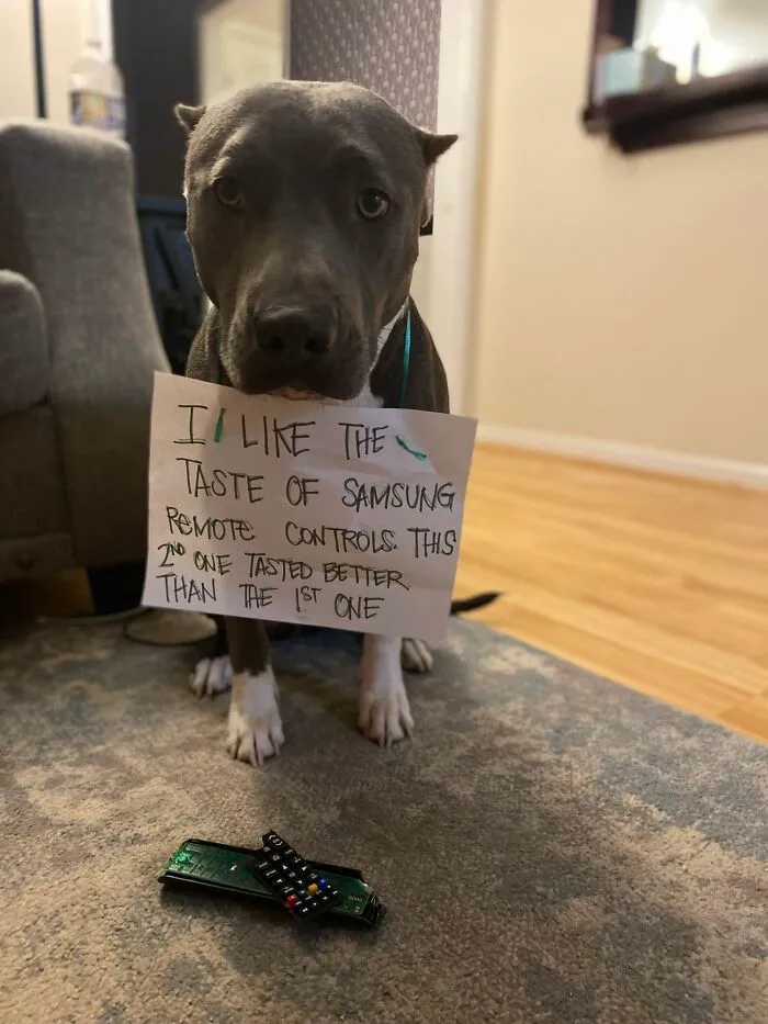 Dog with sign about tasting Samsung remote controls and broken remote showing dog trouble