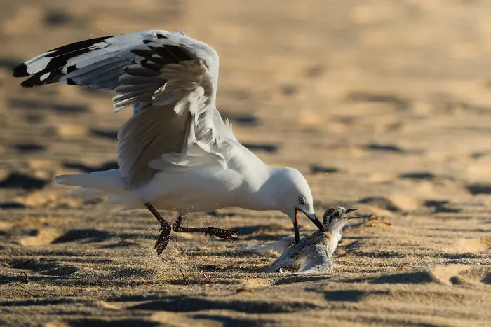 A seagull and a smaller bird on the sand, highlighted in BirdLife Australia Photography Awards.