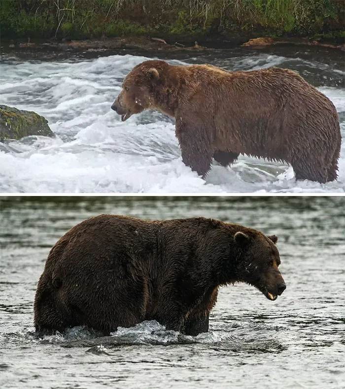 A comparison of two large brown bears standing in rushing river waters, perfect for Fat Bear Week.