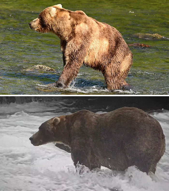 Before and after comparison of a brown bear competitor for Fat Bear Week 2026 standing in rushing river water