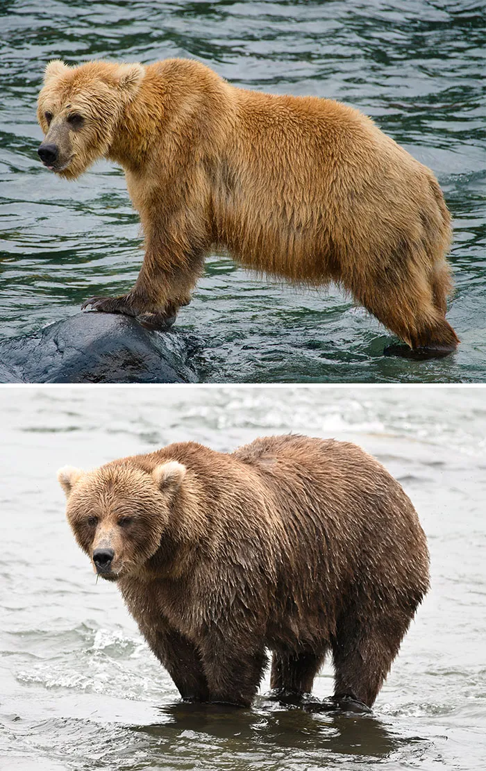 A side-by-side growth comparison of a fluffy brown bear preparing for Fat Bear Week 2026