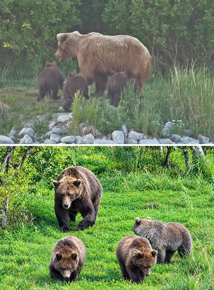Mother brown bear with three cubs walking through green grass, a contender for Fat Bear Week 2026