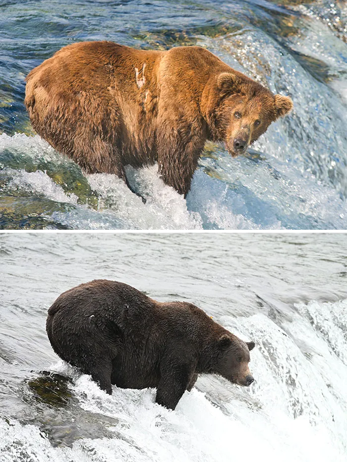 Comparison of a large brown bear fishing in rapids, highlighting a key Fat Bear Week 2026 contender