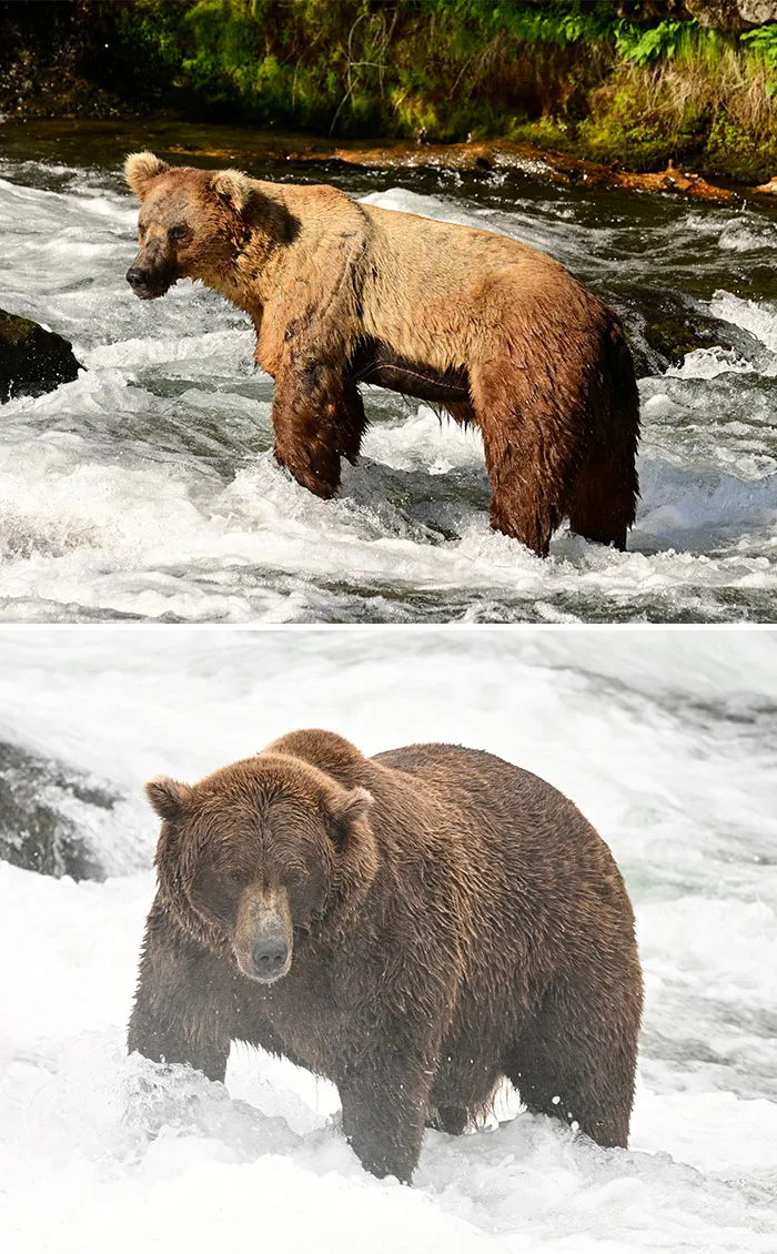 Side-by-side view of a massive grizzly bear wading in river rapids, a contender for Fat Bear Week 2026