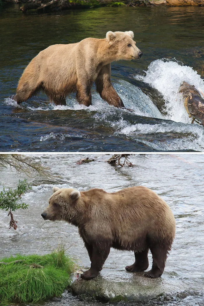 A light brown bear crossing a river and another chunky brown bear standing on the riverbank during Fat Bear Week.