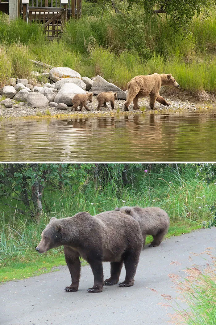A mother brown bear with cubs walking by the water and another pair of bears on a paved path.