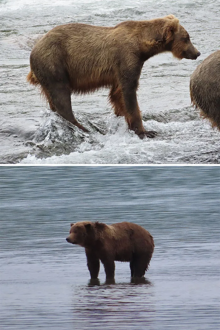 A split screen showing brown bears standing in flowing water, potential candidates for Fat Bear Week.