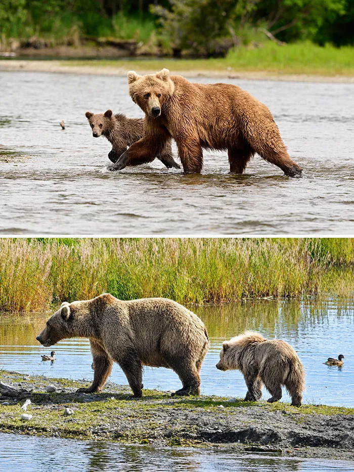 Side-by-side images of mother brown bears walking along the water with their cubs for Fat Bear Week.