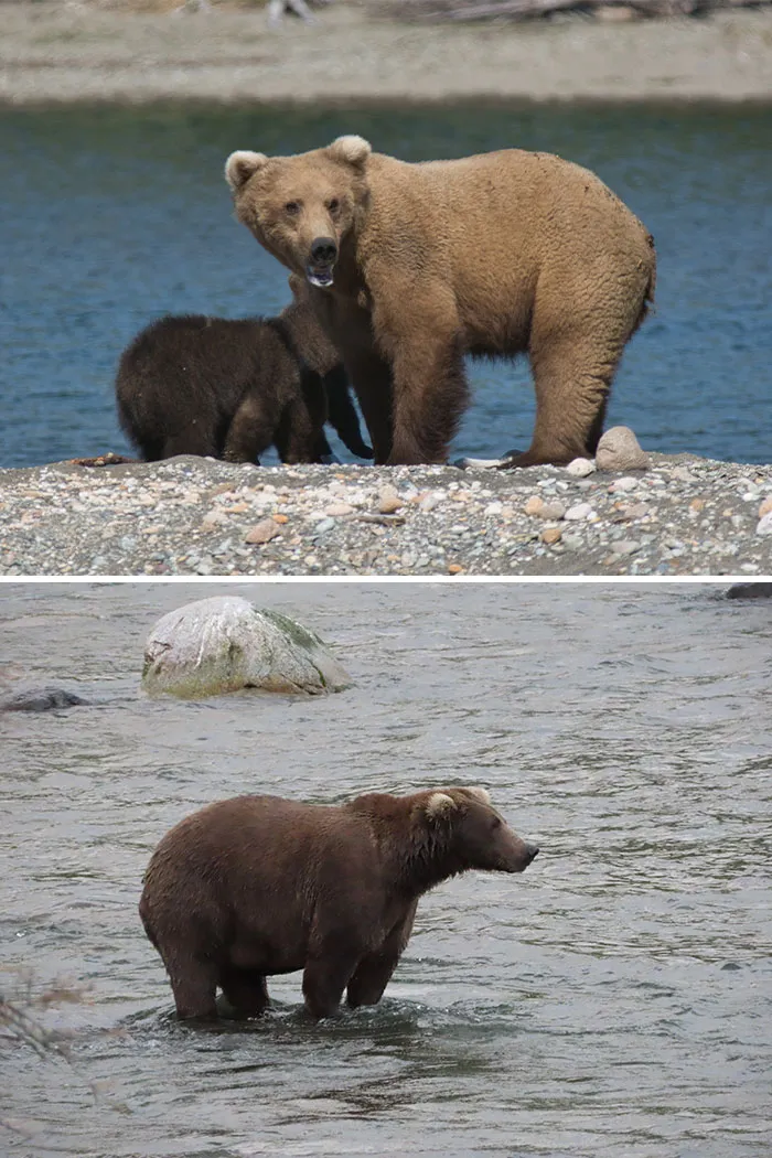 A brown bear with its cub near the water and another large brown bear wading, showcasing Fat Bear Week contenders.