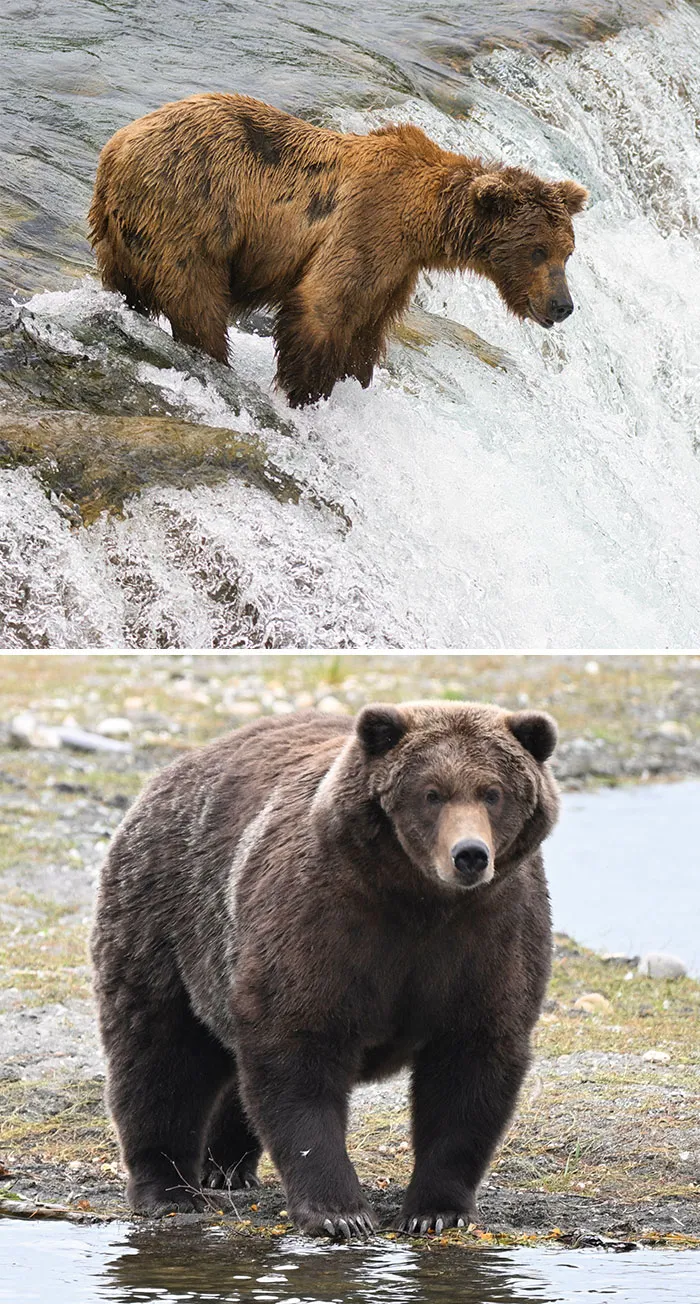 A split view of a light brown bear perched on a waterfall and a very large, chunky brown bear standing on a gravel shore.