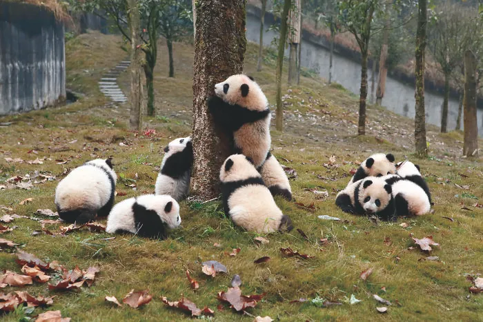 Group of giant panda cubs playing and climbing a tree outdoors