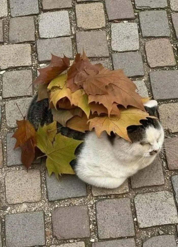 Camouflage.. 🤣