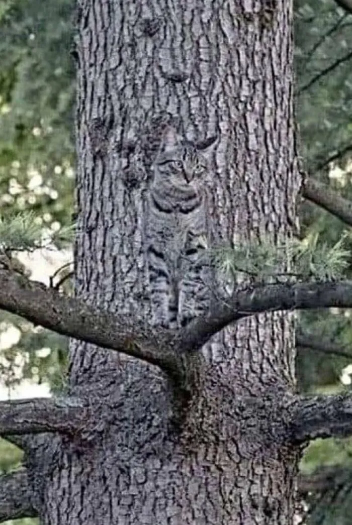 Camouflage.. 🔥