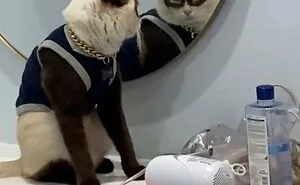 57 Hilarious Cats Caught Having Very Human Moments, Shared By This Threads Page