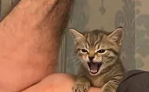 57 Hilarious Cats Caught Having Very Human Moments, Shared By This Threads Page