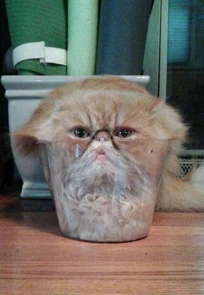 It's Just A Cat Cupcake.. 🤣
