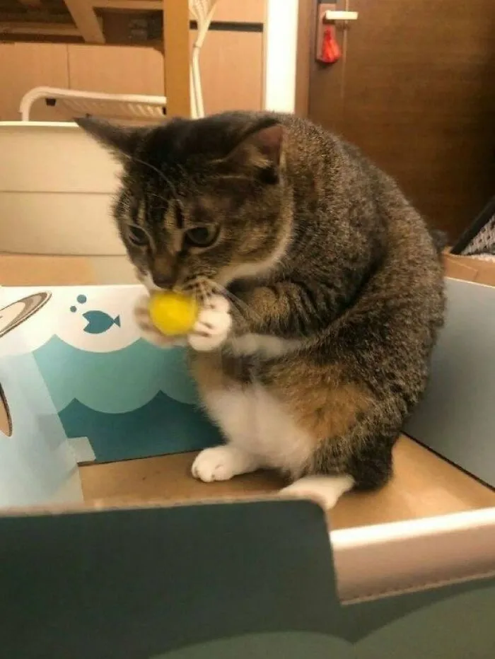 It's Not A Cat, It's A Squirrel.. 🤣