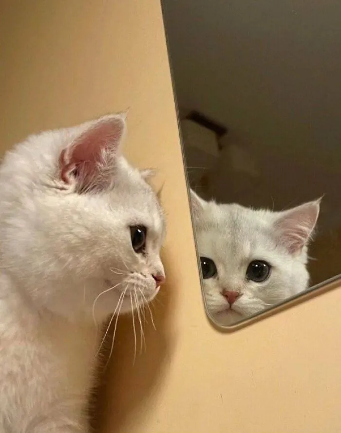 Cats And Mirrors.. 🔥