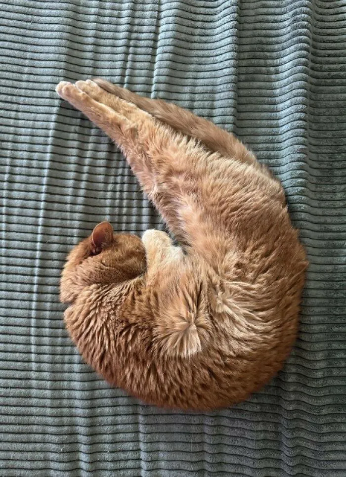 What Is This Move Called.? 🤣